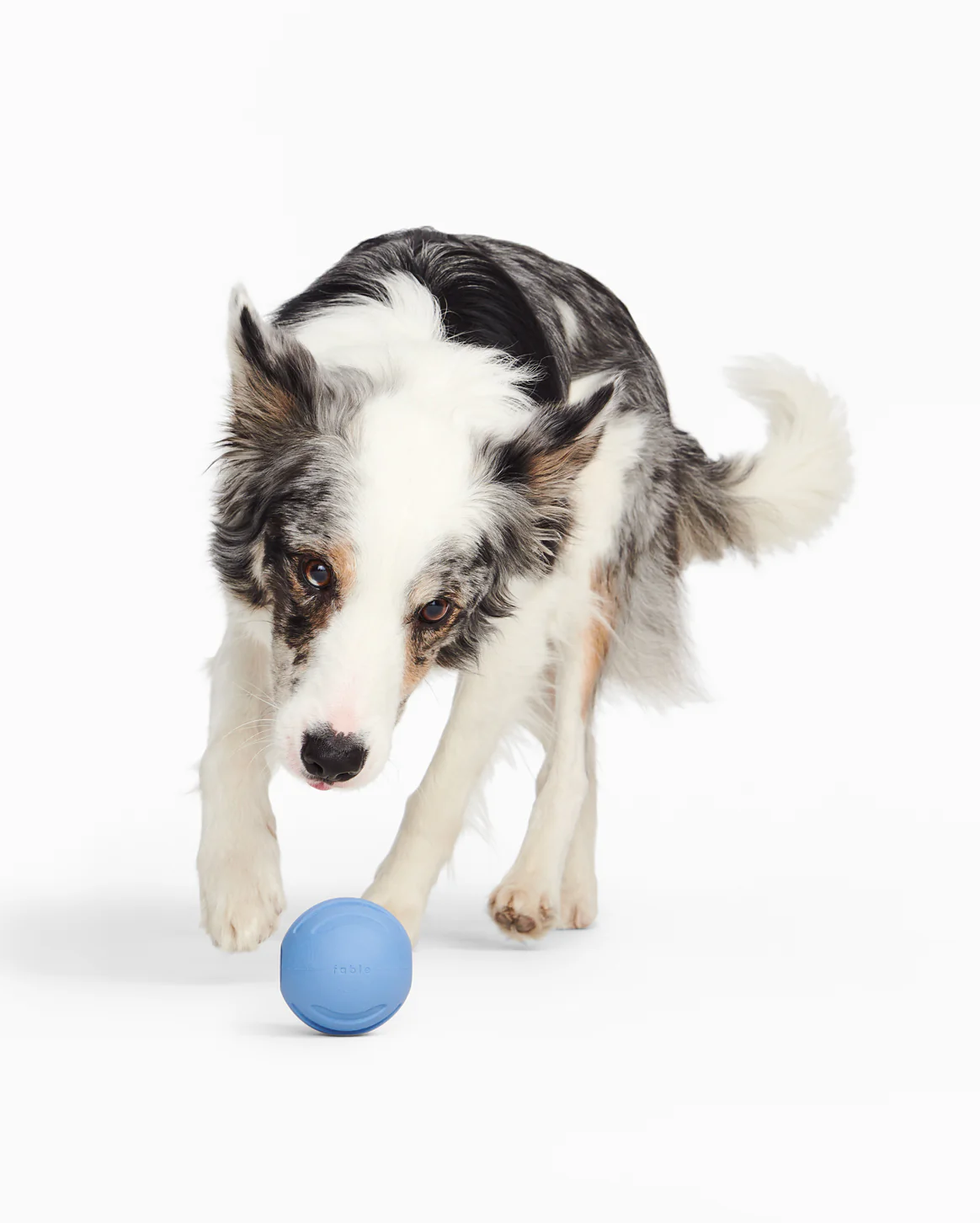 Ultimate Dog Set - Image 7